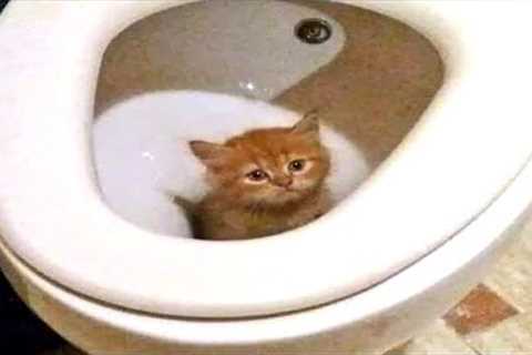 Funny Cats that Can Probably Bring World Peace