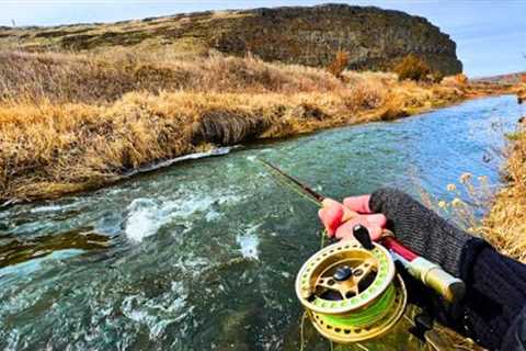 INCREDIBLE Fly Fishing in This Little Desert Creek (Fly Fishing Native Trout)