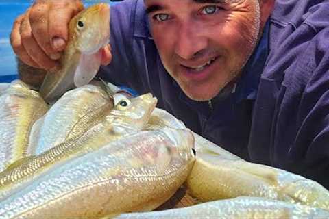 BIG Fish Bait Catch N Cook Rottnest Fishing