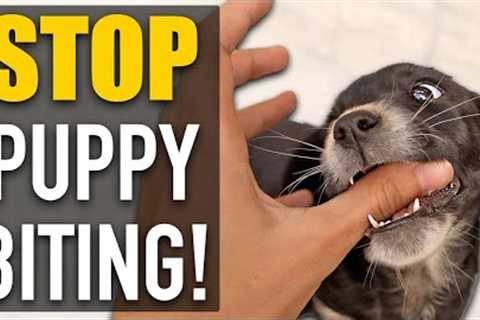 STOP Puppy Biting With A DIFFERENT Approach!!