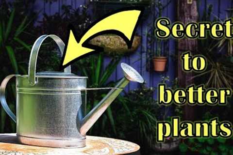 Should Plant Water Sit for 24 Hours? Is Distilled Water Better?