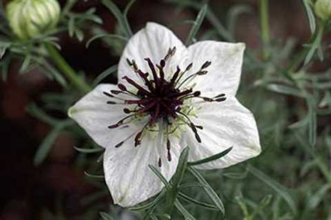 Black Seed – The Remedy For Everything But Death