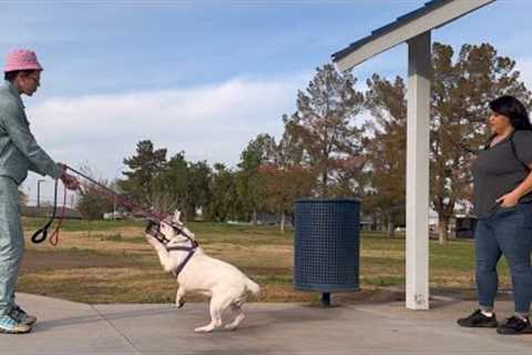 Tackling 2 Dogs With Behavioral Issues In One Session.