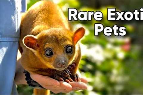 Most Unusual Animals People Keep As Pet | Rare and Unique Exotic Pets