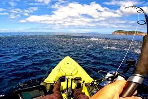 Fish Schools Everywhere !