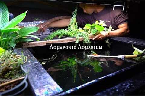 Create A Better Aquarium with Aquaponics