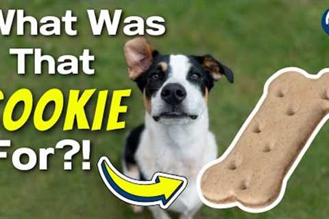 What Was That Cookie For?! When Positive Reinforcement In Dog Training Goes Wrong #256 #podcast