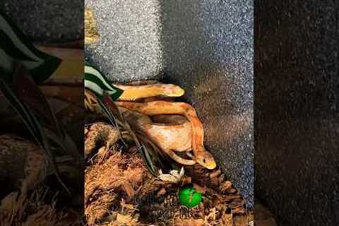 Day 2 of Breeding Corn Snakes! #molinarosnakelab #cornsnakes #snakebreeding #shorts #diy #pets #