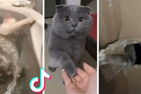 Cats Doing Funny Things Compilation ~ Cats being... CATS #shorts
