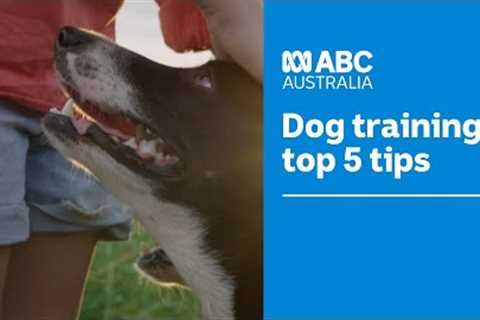 Top 5 dog training tips and techniques according to the experts 🐶 | Muster Dogs | ABC Australia