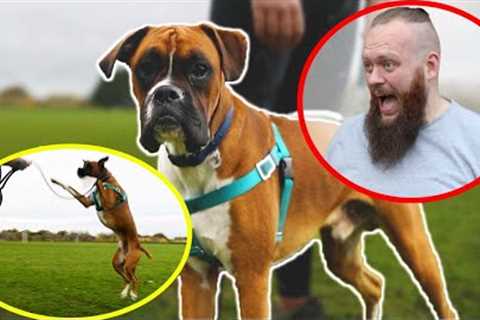 Dog Training Fundamentals! Transforming Out Of Control Dog To PERFECT Dog!