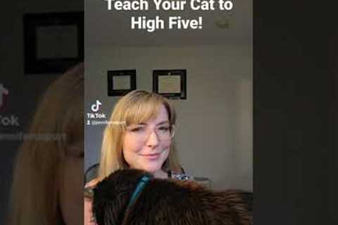 How to teach your cat to high five! One of the easiest and best cat tricks. 😻