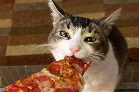 Funny Cats, Dogs Videos of 2024 will make you laugh😅