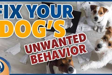 How To Use Your Dog’s Favorite Reinforcements To Fix Unwanted Inadvertent Behaviors #257 #podcast