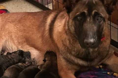 Shield K9 Dog Training is live!