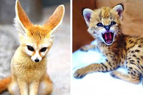 10 Cutest Exotic Animals You Can Own As Pets