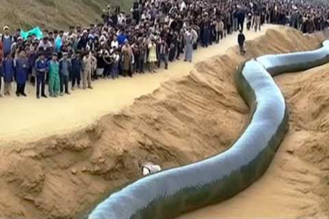 15 Abnormally Large Animals That Really Exist