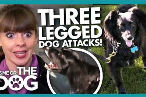 Three-Legged Dog Has a Hidden Aggressive Side!😱 | It's Me or The Dog