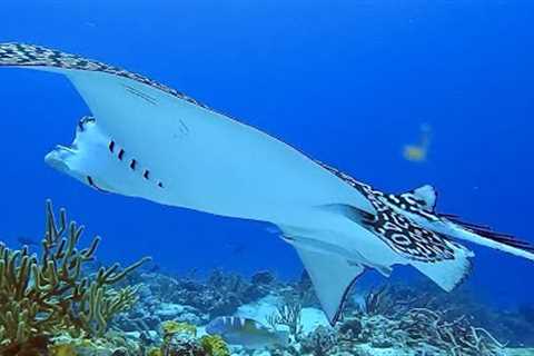 Scuba diving across the Caribbean  2022,  93 dives,  A  2 hour underwater relaxation video in 4K.