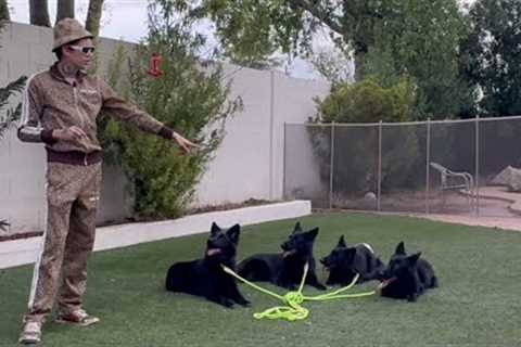 Training 4 Young Dogs At Once.. Part 1
