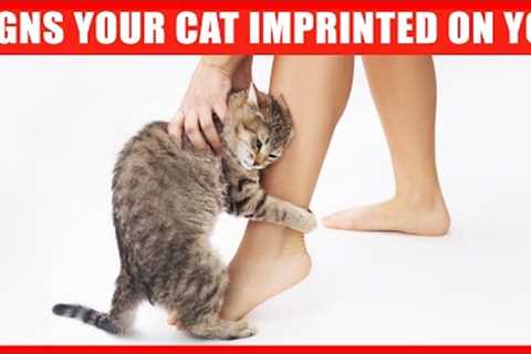 15 Signs Your Cat Considers You Its Mother