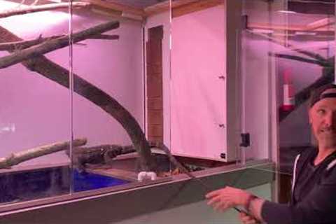 Will your pet lizard come when you call it for affection?