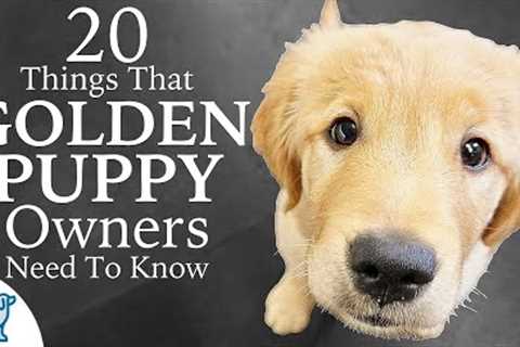 Golden Retriever Puppy First Week Home - Professional Dog Training Tips