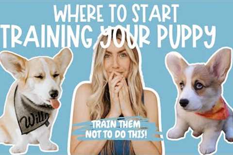 5 Things to Teach Your Puppy FIRST | How To Train Your Corgi Puppy