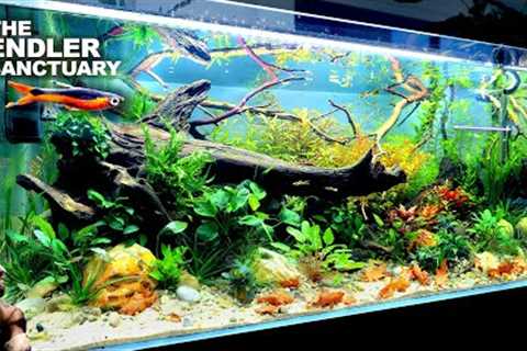 The Endler Sanctuary: EPIC 4ft Natural Style Aquarium (aquascape tutorial)