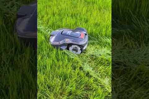 You won't believe how Husqvarna Automower 305 is cutting through extremly tall grass