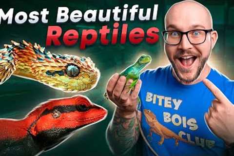 The Worlds' 5 Most Beautiful Reptiles YOU Have Never Heard Of!
