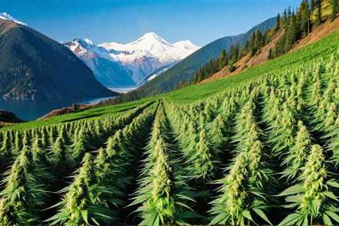 High Expectations: The Rise of Cannabis Tourism