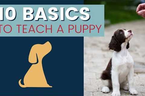 Dog Training Basics 10 Things You Should Teach A Puppy