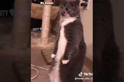 Daily life of a cat😂 #fy #fypシ #trending #funny #funnyvideos #trend #tiktok #shortsfeed #lol