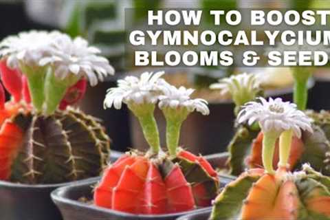 DIY | How to Boost Cacti Blooms for Healthier Seeds | Fermented Fruit Juice | Living with Plants