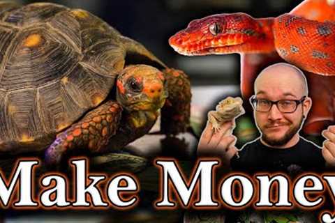 5 Ways To Make REAL MONEY With Reptiles | Not Chump Change, An Actual Career!