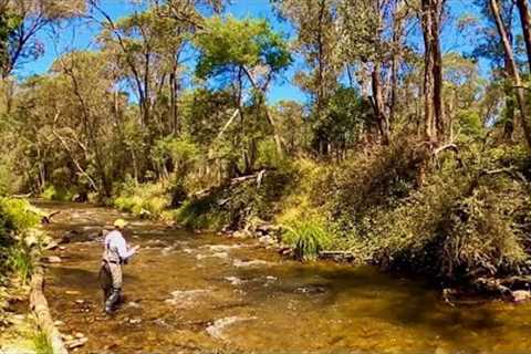 Small Stream Summer Dry Fly Fishing