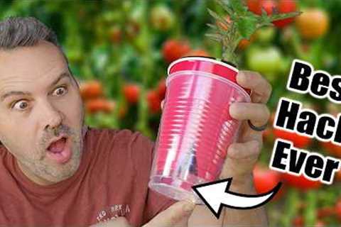Best Way to Start Tomato Seeds Indoors (or Outdoors)