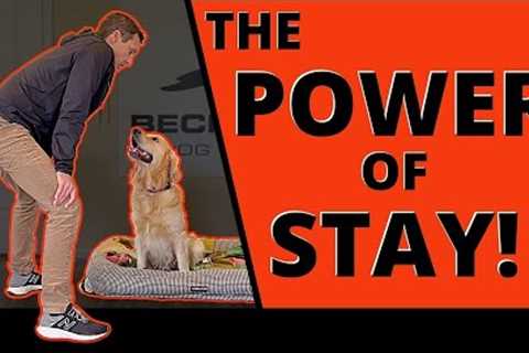 How to Train your Dog to Stay like a Pro! The Endless Benefits of a Good Stay. Queen’s Guard Level!