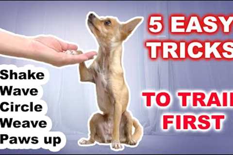 5 EASY Dog Tricks to GET STARTED training your dog TRICKS!