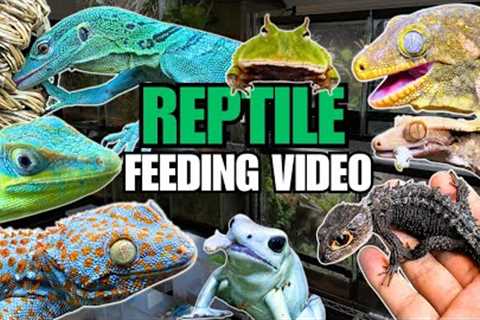 FEEDING MY PET REPTILES 52 SILKWORMS + GREEN TREE MONITOR LIZARD VIVARIUM SNEAK PEEK!