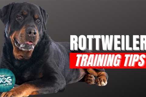 How to Train Your Rottweiler | Best Rottweiler Puppy Training Tips
