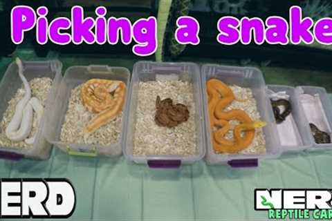 PICK THE BEST PET SNAKE - SNAKE CARE GUIDE