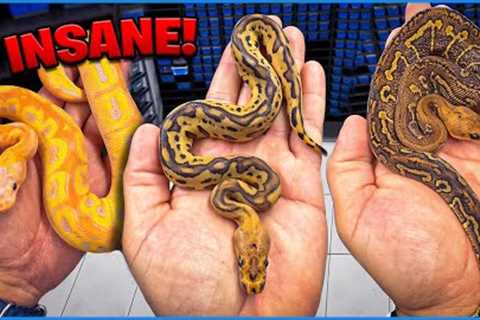 Worlds First Snake Combos !Trident Clowns!
