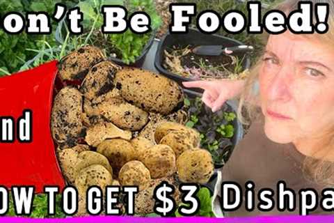 Planting Potatoes, A Real Potato Harvest &amp; A $3 Vegetable Garden in Small Space Container..