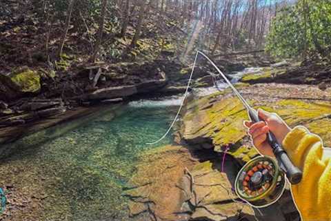 My first dry fly fish of the YEAR! (Fly Fishing a TINY Creek for Trout)