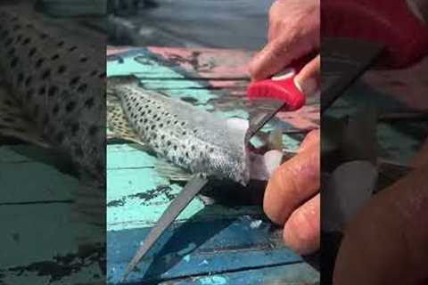 Florida Catch and Cook