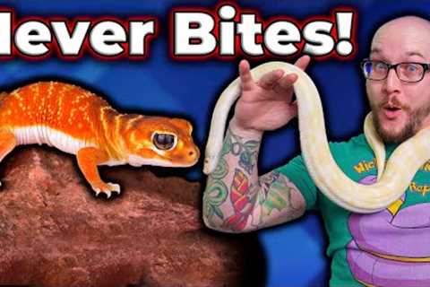 Top 5 Reptiles That Will NEVER BITE You!