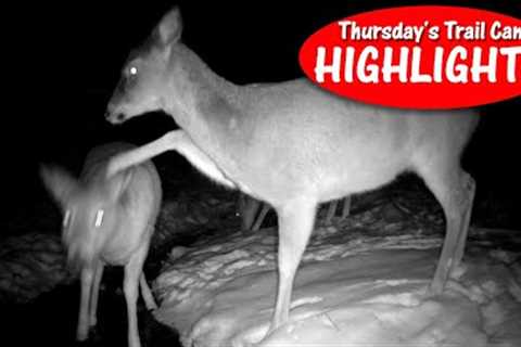 I'll Whack You! Fight Over Water, Buck Chase Grunts: Thursday Trail Cam Highlights 2.8.24