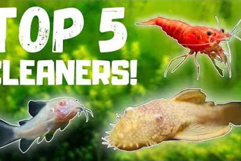 Top 5 BEST Fish Tank Cleaners!